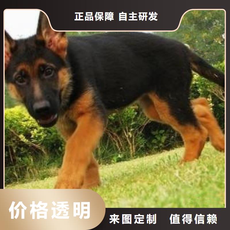 【德国牧羊犬】德牧犬来图定制