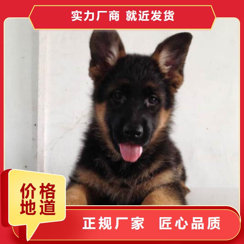 德国牧羊犬杜宾犬拥有多家成功案例