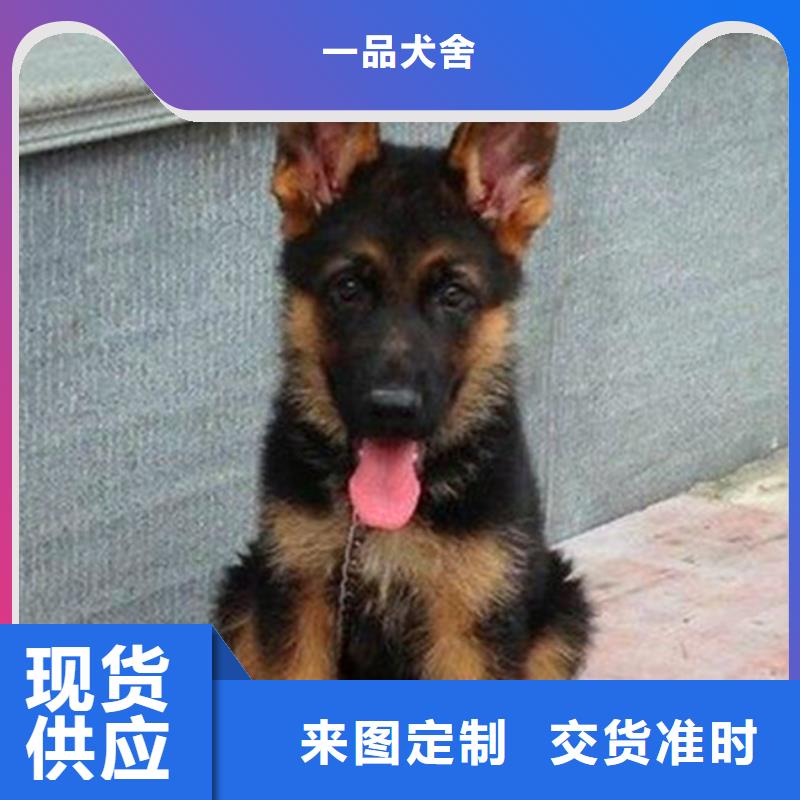 德国牧羊犬杜宾犬产地厂家直销