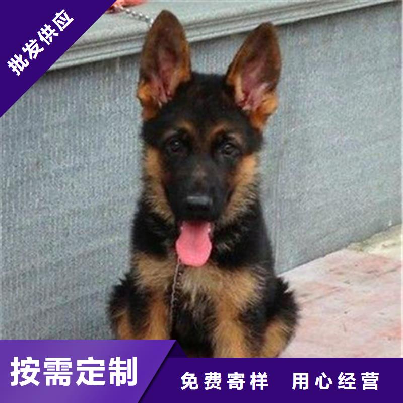 德国牧羊犬【德牧犬】联系厂家