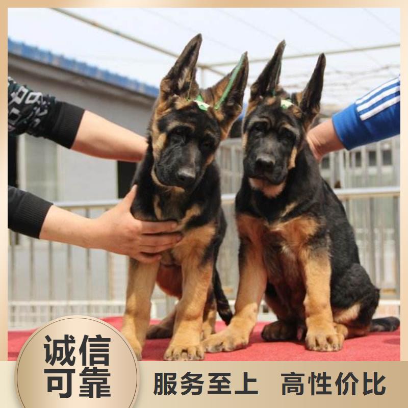 德国牧羊犬【比特犬】源头厂家来图定制