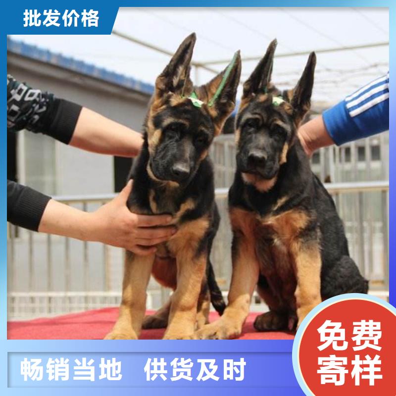 【德国牧羊犬-杜高犬质量不佳尽管来找我】