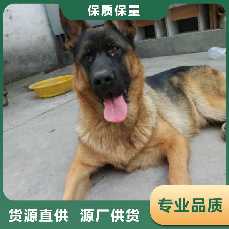 德国牧羊犬-比特犬口碑好实力强