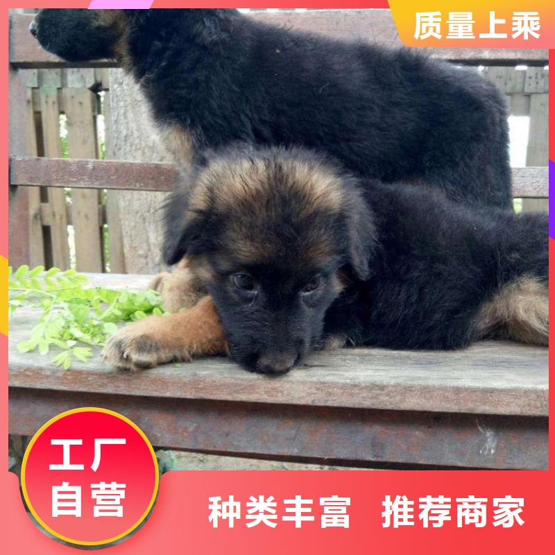 德国牧羊犬-比特犬商家直供