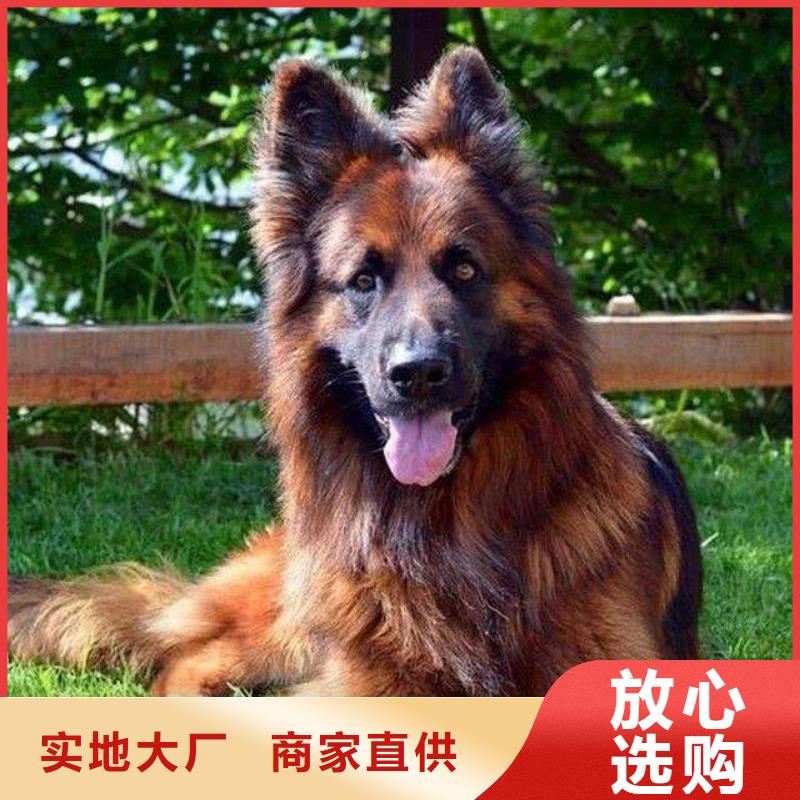 德国牧羊犬-杜高犬实力公司