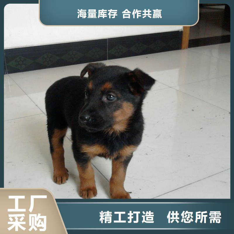 德国牧羊犬【比特犬】源头厂家来图定制